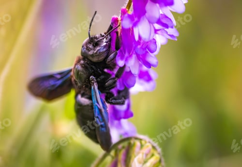 Preview: Violet Carpenter bee Xylocopa violacea pollinates a purple flower on a field.