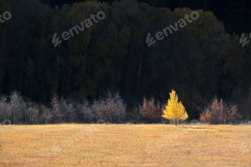 Preview: A single aspen tree in autumn leaf colours against a dark background.