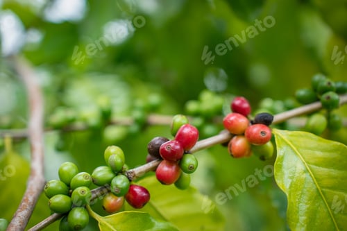 Preview: Coffee tree with fresh arabica coffee bean in coffee plantation in the mountain.