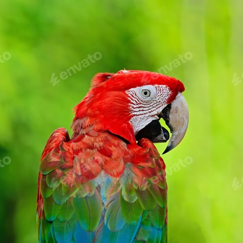Preview: Greenwinged Macaw