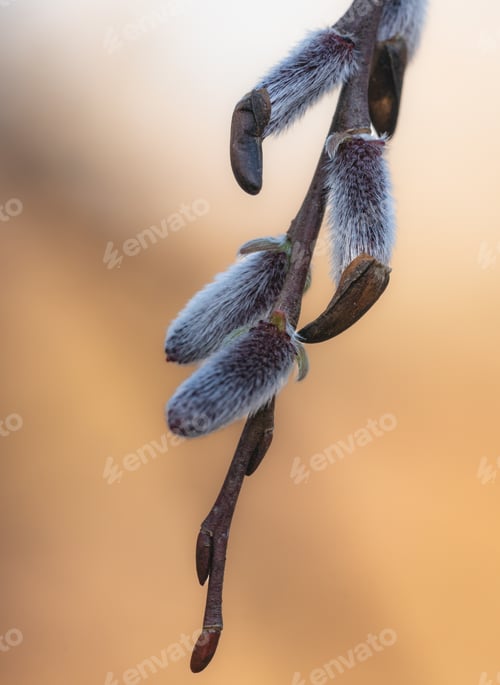 Preview: Closeup of a catkin branch