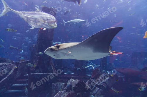 Preview: Various fish in large aquarium