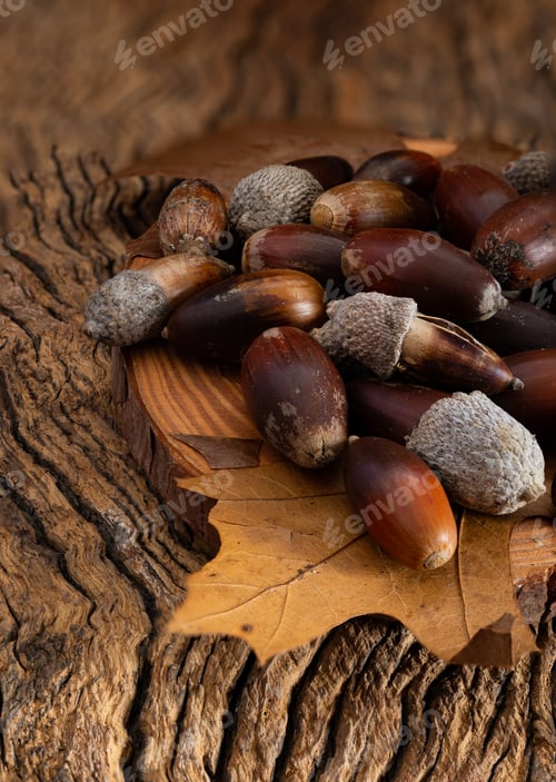 Preview: acorns on rustic wooden background
