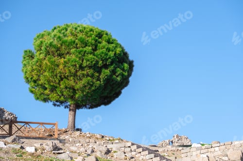 Preview: A lush green round pine tree against a blue sky on a sunny day. Natural wallpaper.