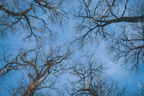 Preview: Low-angle shot of trees in a forest