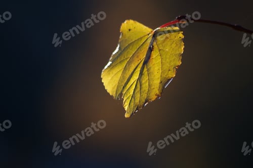 Preview: Fall Leaf Light