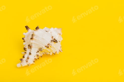 Preview: Beach seashells on colored background. Mock up with copy space