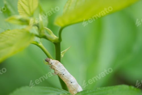Preview: silkworm