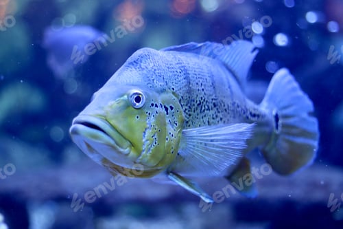 Preview: Fish, underwater life.