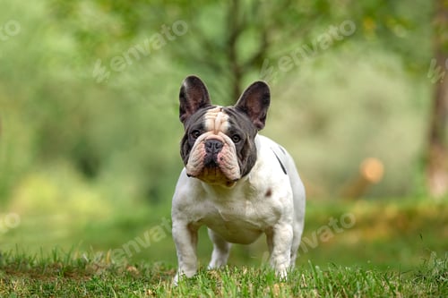 Preview: Portrait of a white french bulldog puppy with black spots pensively standing against a background of