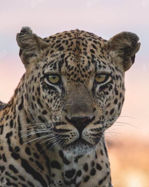 Preview: A male leopard, Panthera pardus, close-up portrait, direct gaze, during sunset