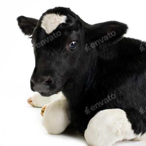 Preview: Calf