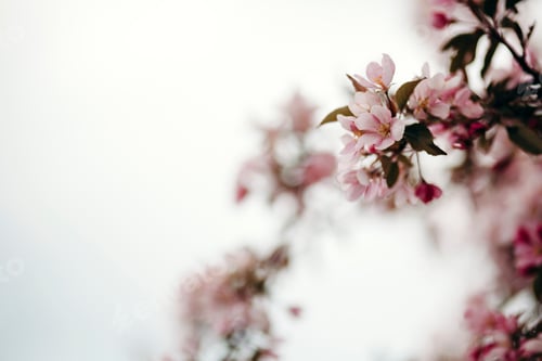 Preview: simple spring blossoms