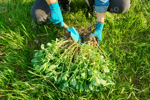 Preview: Close-up of hand in gardening gloves dividing Sedum spectabile bush