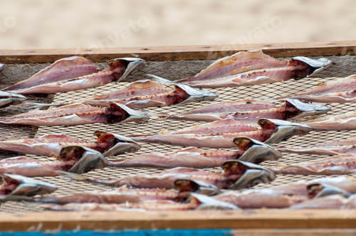 Preview: Sundried fish on wooden racks at a beachside