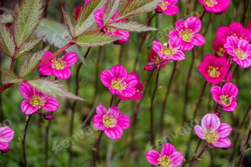 Preview: Spring flowers. Blooming pink saxifrage. Natural flower background.