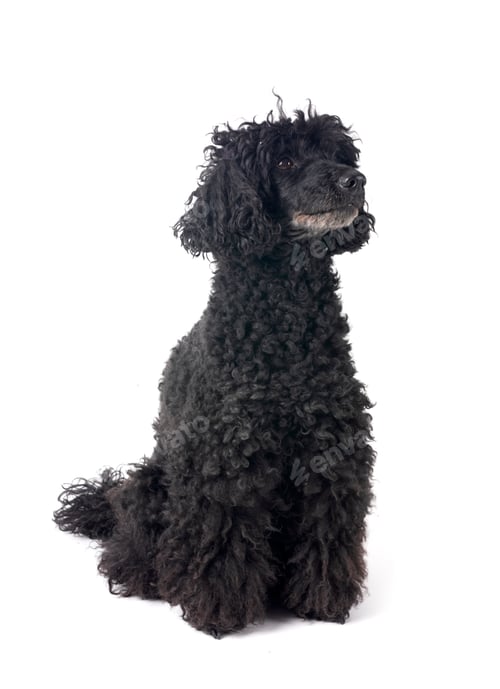 Preview: poodle in studio