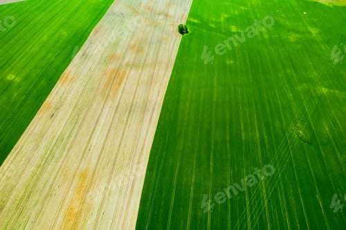 Preview: Top view of a Sown green and gray field in Belarus.Agriculture in Belarus.Texture