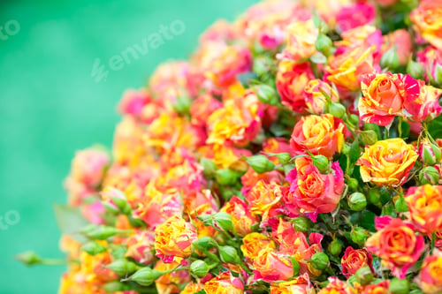 Preview: Bouquet of red roses