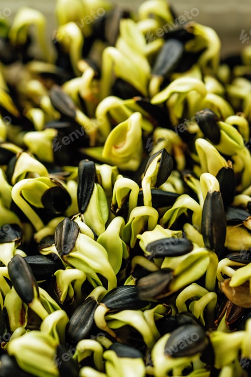 Preview: microgreen Foliage Background. Closeup of 3 days old sunflower sprouts