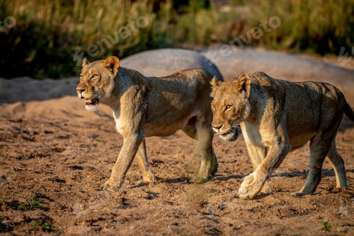 Preview: Two Lionesses walking in the sand.