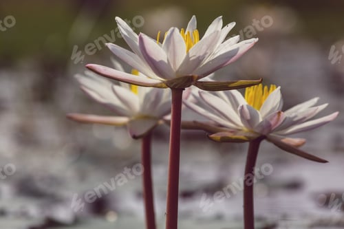 Preview: Lotus