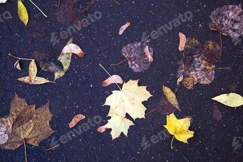 Preview: Yellow dry fallen leaves on the asphalt. Autumn background, natural pattern