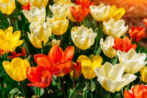 Preview: Flower field with colorful tulips. Keukenhof Park. Holland