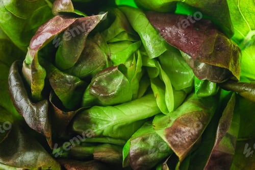 Preview: Lettuce Or Romano Salad, Salad Leaves (Lettuce Bush, Green Crop Petals, Vitamins Roman Salad