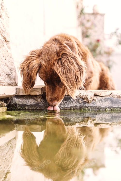 Preview: Munsterlander dog drinking water at the edge of a pond.
