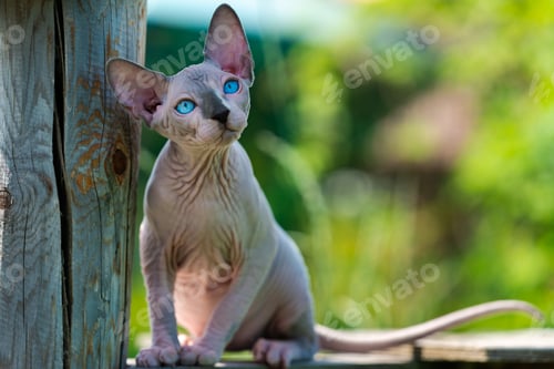 Preview: Canadian Sphynx Cat sitting on wooden playground of cattery outside, looking up and pricked up ears