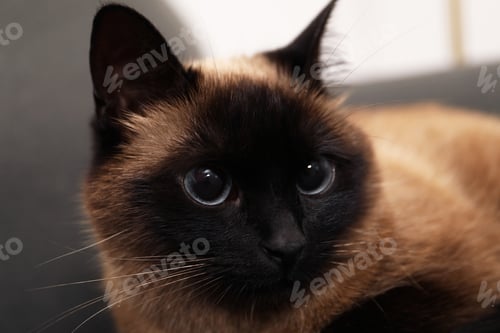 Preview: Adorable Thai cat on blurred background, closeup