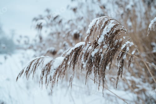 Preview: Dry field plant covered with snow on a cold, cloudy winter day