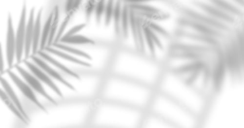 Preview: Blurred shadows of palm leaves and window panes are cast on a isolated background