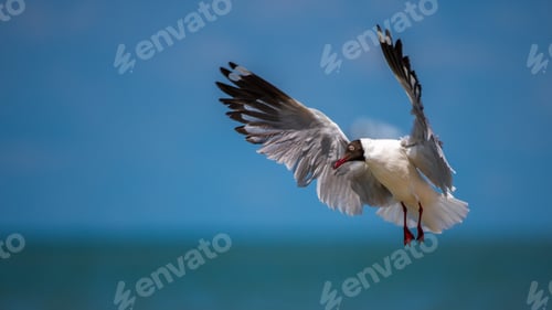 Preview: A Brown-headed Gull (Chroicocephalus brunnicephalus) hovers mid-air