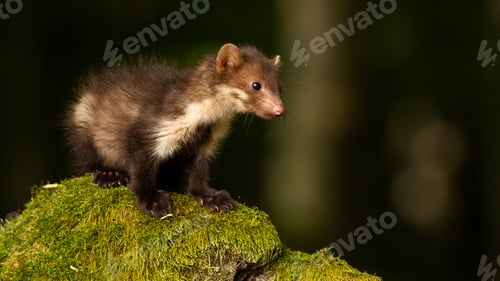 Preview: Baby beech marten standing rock covered in green moss inside forest