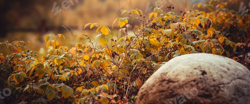 Preview: Bushes of wild berries after harvest