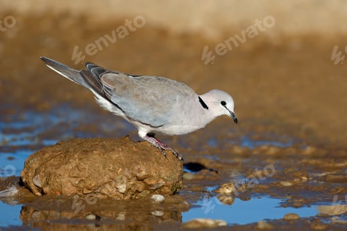 Preview: Cape turtle dove drinking water