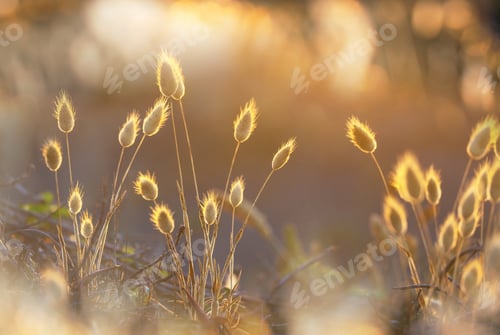 Preview: Sunny meadow