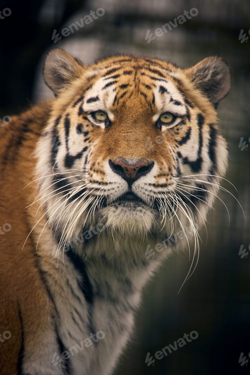 Preview: Tigers, Panthera tigris, residents of the Big Cat Sanctuary, Smarden Kent