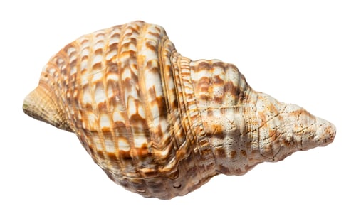Preview: dried sea shell of charonia mollusk isolated
