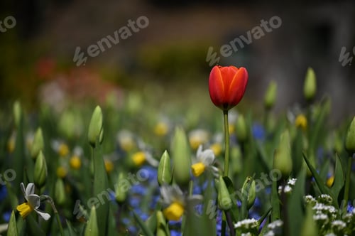 Preview: Vivid red flower standing out amongst a vibrant green backdrop of lush foliage.