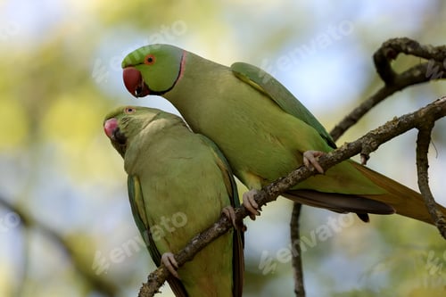 Preview: Psittacula krameri green birds perched on tree branch