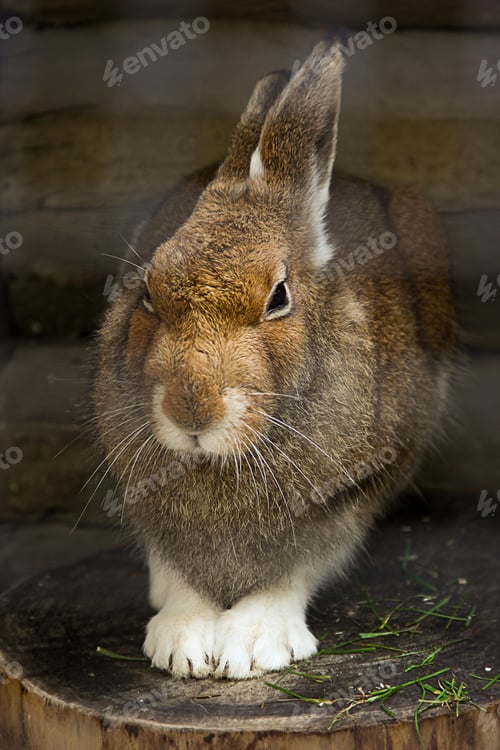Preview: Wild hare in the natural environment