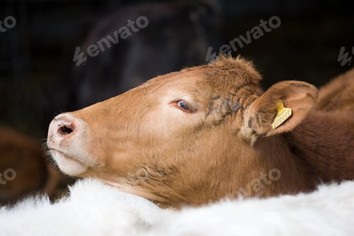 Preview: Cross bred Aberdeen Angus and South Devon