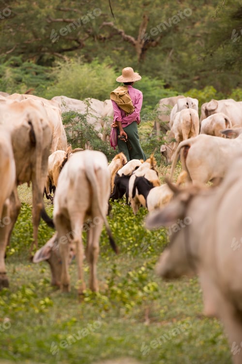 Preview: Goat and Cattle herding, Bagan, Myanmar