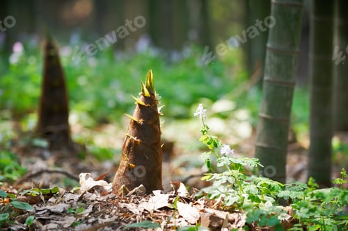 Preview: young bamboo shoot, bamboo sprout in the forest