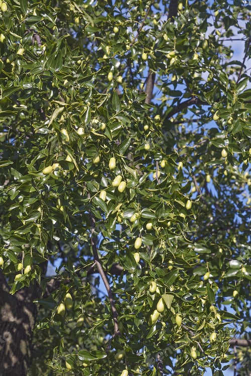 Preview: Jujube (Ziziphus Jujuba). Called Red Date, Chinese Date, Korean Date And Indian Date Also