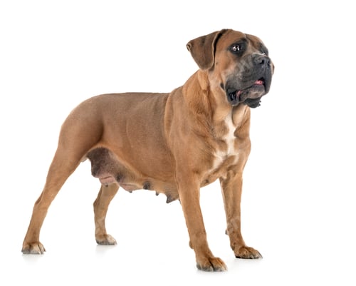 Preview: adult cane corso