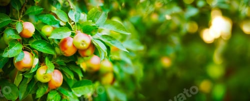 Preview: Fresh apple in the garden